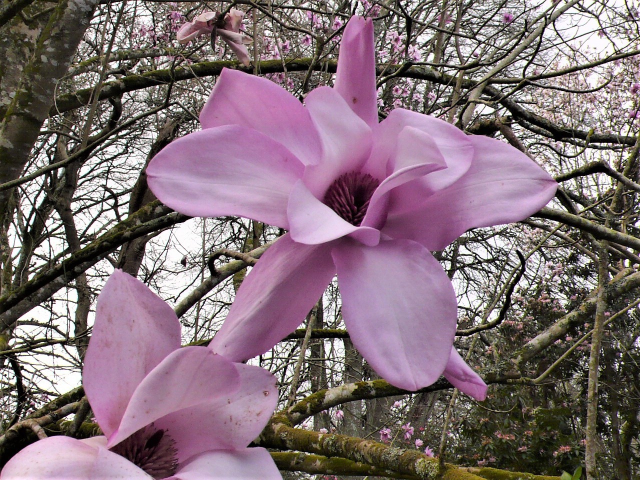 magnolia sargentiana var robusta